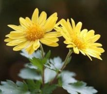 マタイによる福音書 6章 10節