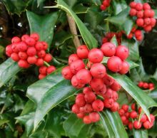 エフェソの信徒への手紙 5章 17節